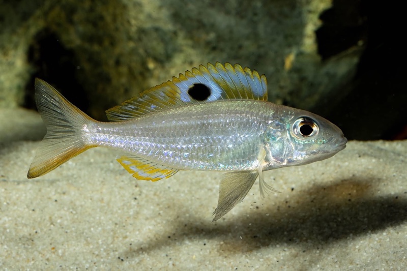 Ectodus descampsii 'Mvuna Island'